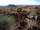 Mojave Desert