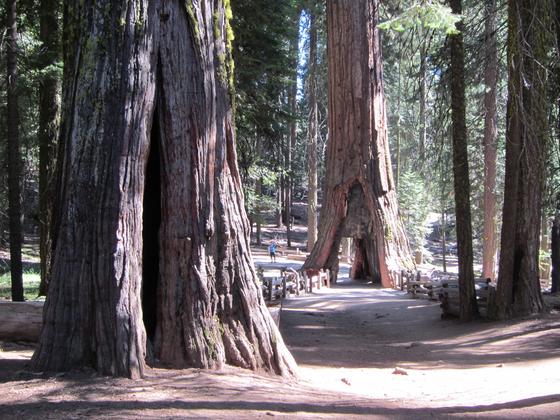 Sequoia National Park