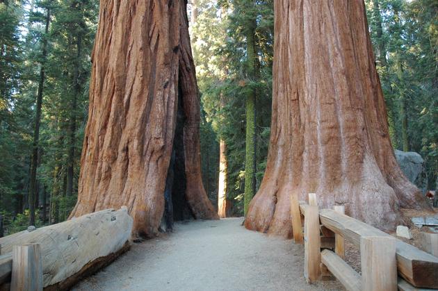 Sequoia National Park