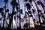 Molokai