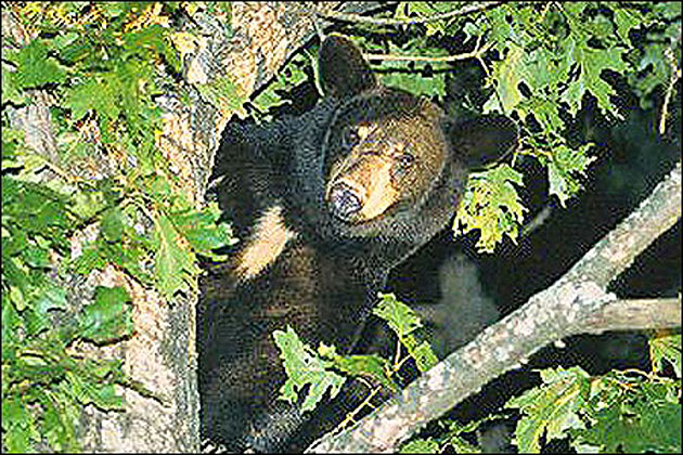 Black bear at Mount Magazine State Park
