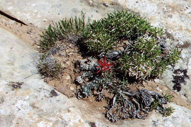 Foliage at Muley Point