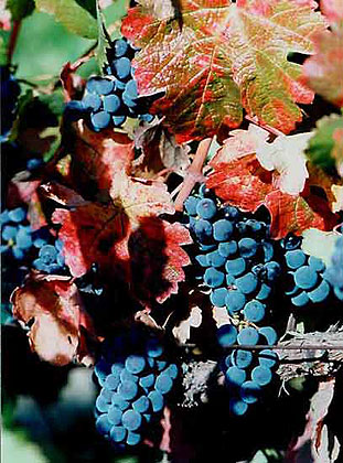 Ripe Napa Grapes