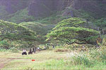 Oahu