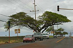 Oahu
