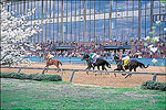 Oaklawn Park Thoroughbred Racetrack