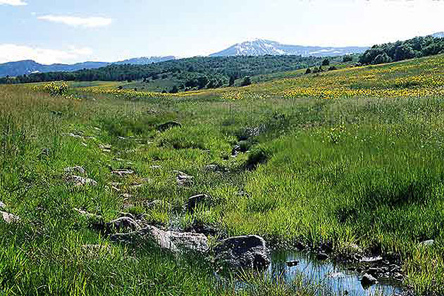 Mountain Meadow