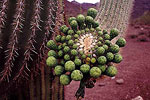 Blooming Saguaro