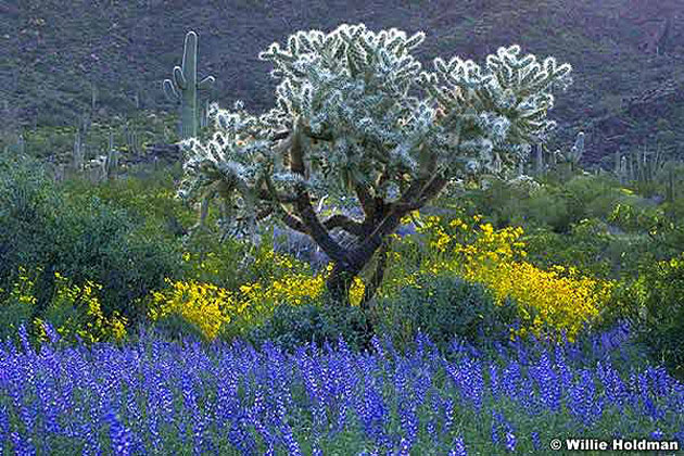 Wildflowers 2