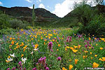 Wildflowers