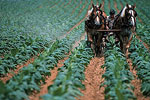 Plowing