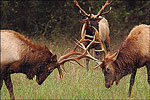 Bull Elk at Ponca