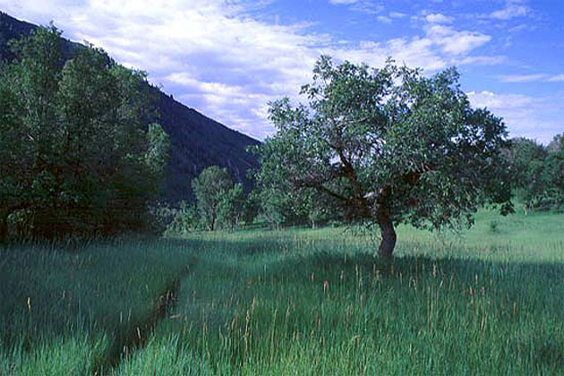 Battle Creek Trail