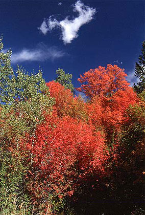 Alpine Loop