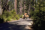 Logging Truck