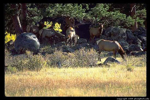 Elk