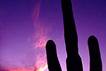 Glowing Saguaro