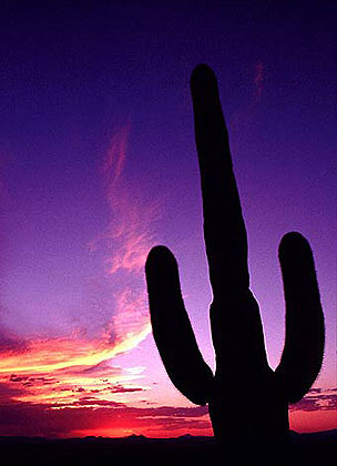 Glowing Saguaro