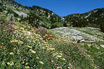 Wildflowers