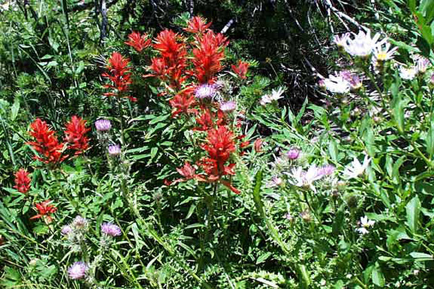 Red Pine Lake Trail