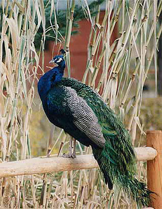 Tracy Aviary