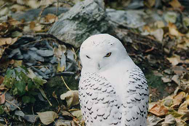 Tracy Aviary