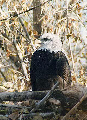 Tracy Aviary