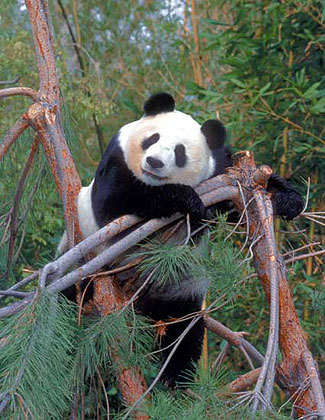 Panda at the Zoo