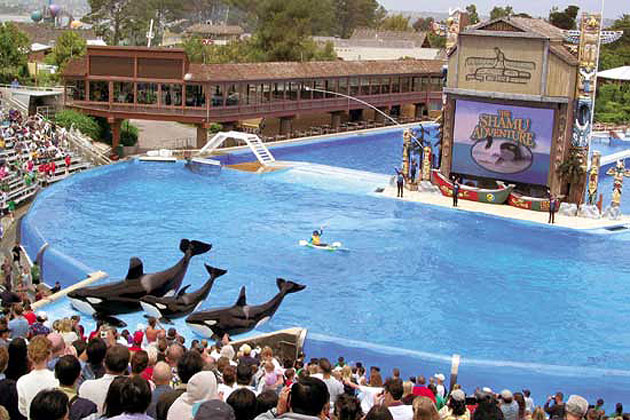 Shamu Show