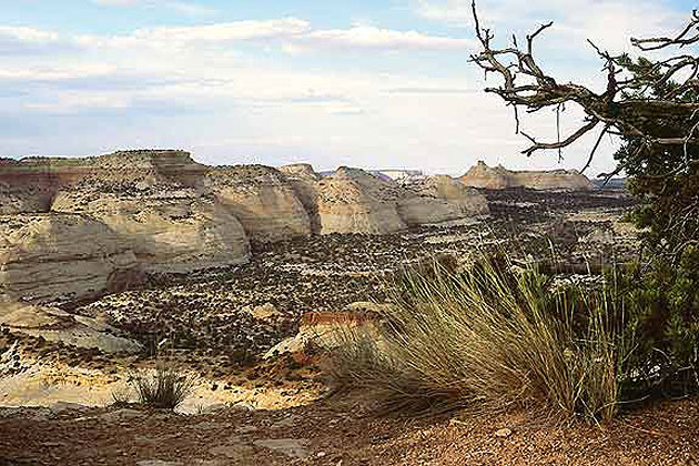 Desert Landscape