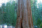 Sequoia Tree