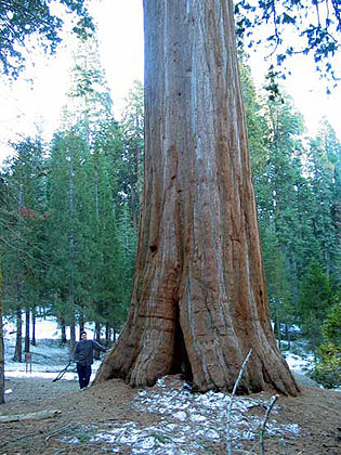 Sequoia Tree