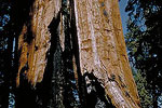 Cowboy in a Tree