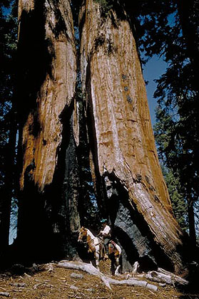 Cowboy in a Tree