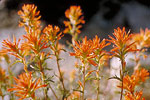 Orange Flowers