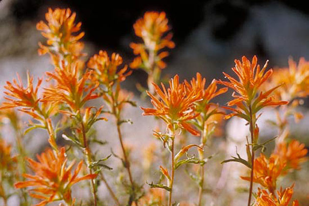 Orange Flowers