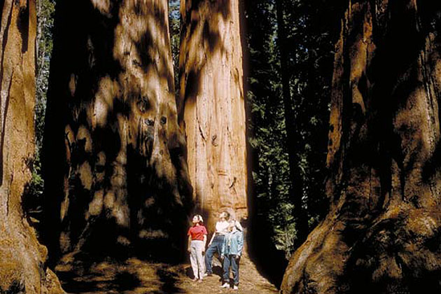 People and Trees