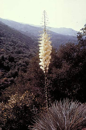 White Flowers