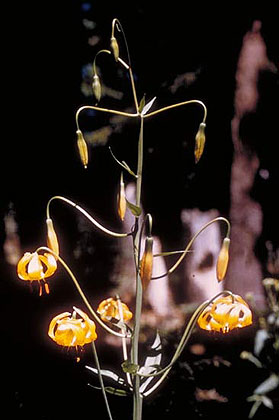 Yellow Flowers