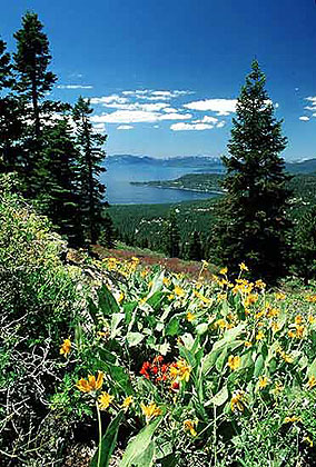 Wildflowers in Spring