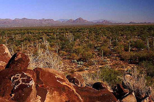 Tucson Desert