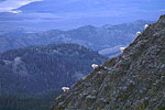 Mountain Goats