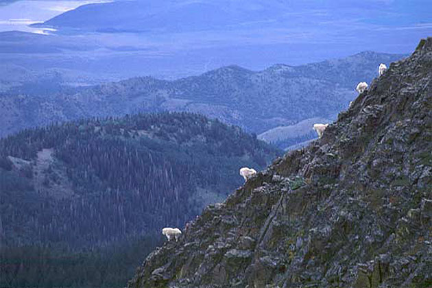 Mountain Goats