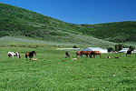 Kamas Horses