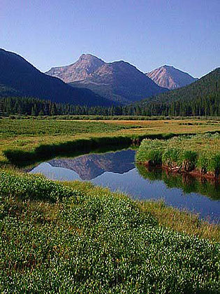 Christmas Meadows