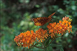 Butterfly Beauty in the Arkansas River Valley
