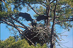 Eagle Watching in the Ouachitas