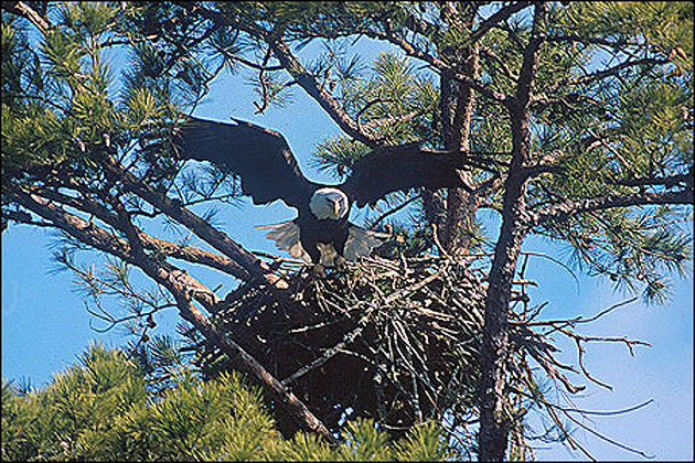 Eagle Watching in the Ouachitas