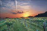 Arkansas's Wine Country
