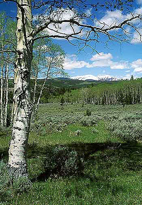 Eastern Uinta Mountains